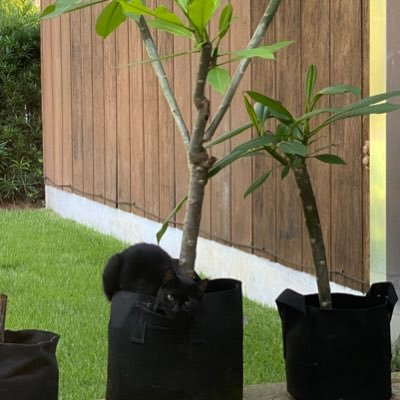 sweetmeeeeat's profile picture. 