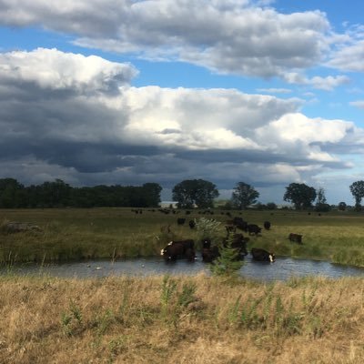 Cattle, kids, and outdoors, then a ton of volleyball