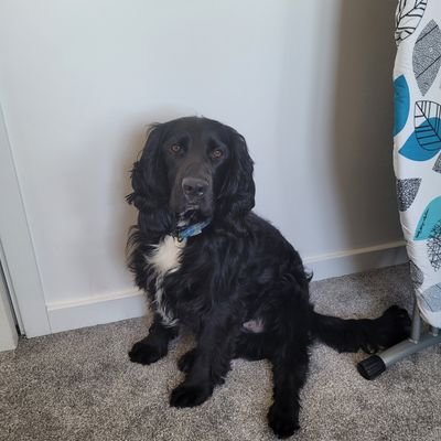 Jinty2379's profile picture. Live in Musselburgh. married to John for 37 years. Have three kids, Murray 27 Struan 24 and Eilidh 22have a crazy Sprocker, Oscar.  proud granny of August 😇