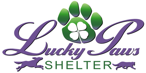 LuckyPawsAZ's profile picture. Adopt one of our great cats, dogs or bunnies! We are improving the 
lives of the animals who are ready for their forever families!