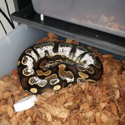 ChadTew10's profile picture.