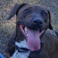 CyanEyed (@osiris_neits) 's Twitter Profile