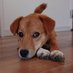 REN (@neo_shibabea) Twitter profile photo REN (@neo_shibabea) Twitter profile photo