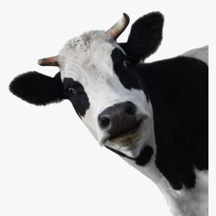 we are a herd of free cows chewing cud & tweeting. mooooo
