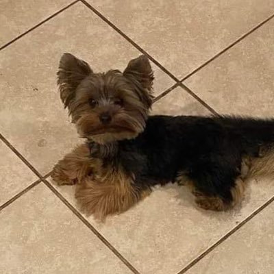 cotchiso's profile picture. 성인