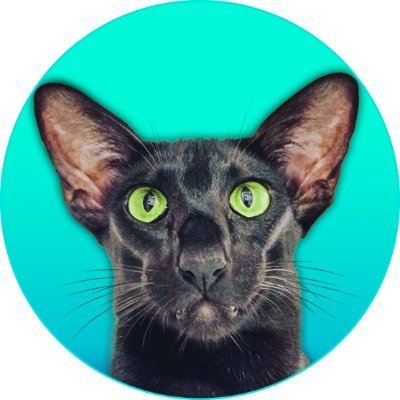 🖤 REXTON the Black Oriental Cat 🐈‍⬛
🤎 BELLA the Cinnamon Oriental Cat 🐈
👇 Our YouTube Channel 👇
https://t.co/XjRP2g3zXq