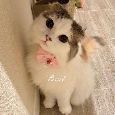 pearlo925love's profile picture. ハチワレ猫ぱーるちゃんのTwitter