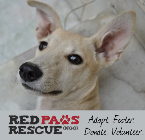 Red Paws Rescue is a registered non- profit charity aimed at the rescue and rehabilitation of stray and abandoned dogs in New Delhi, India.