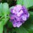 hydrangea7henge