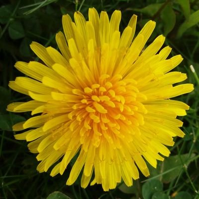 PeterFlanell's profile picture. 