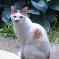 asaduke2525's profile picture. 