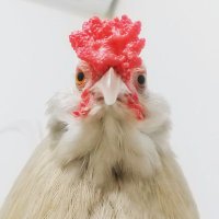 主はちゃい🐔(@mnt9235) 's Twitter Profile Photo