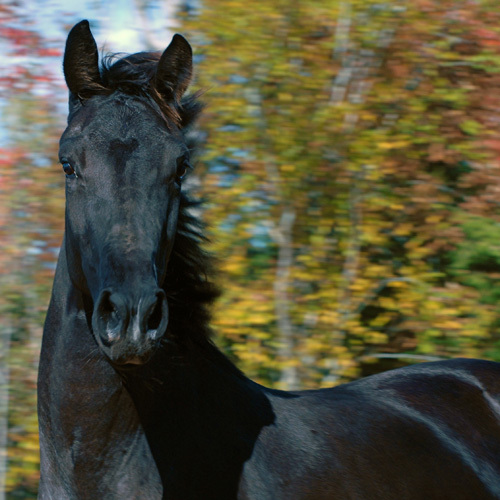 NeverSayNever Farm, breeding quality KWPN Royal Dutch sporthorses
