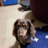 Greyzanikoath (@greyzanikotan) 's Twitter Profile Photo