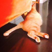 ねこbot a.k.a 相澤伽月 (@krmszm_cat) 's Twitter Profile Photo ねこbot a.k.a 相澤伽月 (@krmszm_cat) 's Twitter Profile Photo
