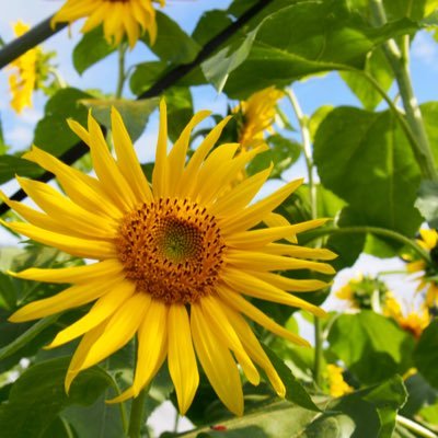 【公式】長野県茅野市「田舎暮らし楽園信州ちの」さんのプロフィール画像