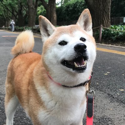 44xOl4j7ZyPCFni's profile picture. 株初心者です。よろしくお願いします！