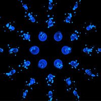 Reaver (@reaver799) 's Twitter Profile