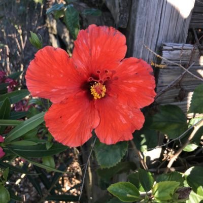 Philly10685349's profile picture. Fighting for America’s future #Pride 🏳️‍🌈 zhe/zher #getvaxxed #proudvegan