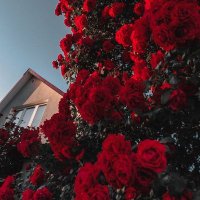 ∆ • π (@lost_memory_4) 's Twitter Profile