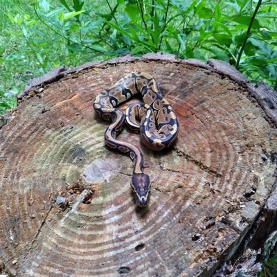 kanangaball's profile picture. Baby #ballpython #herp #snakes