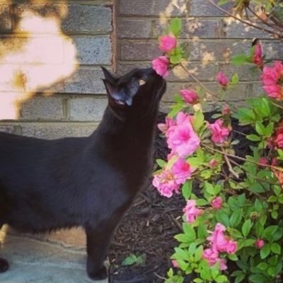Welcome to Mona’s Pallas! Mona’s a California panfur, born in 2020. Mona loves to hang out in nature🐈⬛🌺🍀and make new friends! :)
