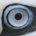 Ian L (@tollertonbirder) Twitter profile photo Ian L (@tollertonbirder) Twitter profile photo