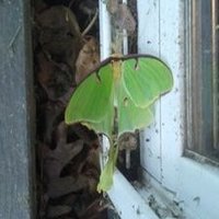 Abbhorase 🫧🐸💫🌊 (@abbhorase) 's Twitter Profile Photo