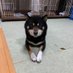 佐藤鋼業 (@peersupport2012) Twitter profile photo 佐藤鋼業 (@peersupport2012) Twitter profile photo
