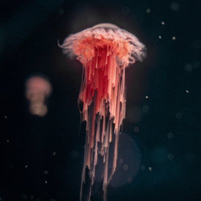 luggaugga's profile picture. Hey, I’m Luca, i´m into Pixelsortig / Photography / Filmmaking. Go and say hi! :) 👁