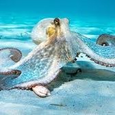 You ever wonder how many octopuses die naturally each day? Now you know