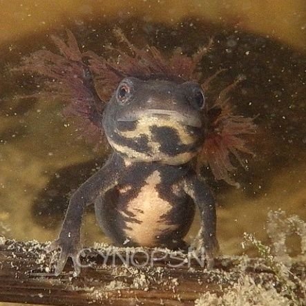 ・農業
・有尾類等の飼育
・生き物の野外観察