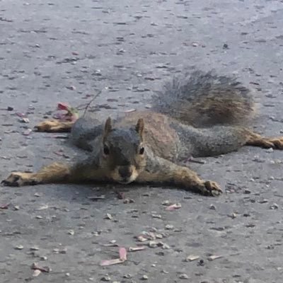 squirrelbuzz Profile Picture