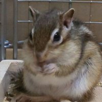 メイちゃんパパ (@chipmunkmay) 's Twitter Profile
