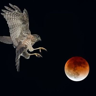 piko00122's profile picture. ラーメンとラーメンと美味しいご飯と
ゲームの垢です。
おねげぇーしやす！！