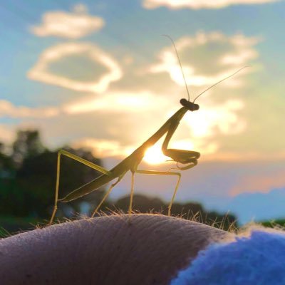 mushiariari's profile picture. 昆虫を中心に生き物が好きな農大資源学科2年生です😁 最近は植物沼にハマってます🌿のんびりマイペースに投稿していくのでよろしくお願いします😙