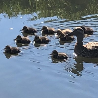 GestelAnita's profile picture. 