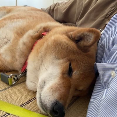 僕と柴犬（赤柴、胡麻毛）のこてつのTwitterアカウント。心は１つなのでアカウントも１つです。（笑） 僕の視点からも、こてつの視点からも呟きます。こてつは仔犬の頃から人が大好き。YouTubeチャンネルは、『柴犬こてつと僕との大切な時間』です。良かったら遊びに来てください。いっぱい見て欲しいです！m(._.)m