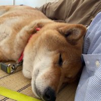 僕と柴犬こてつ (@mori0821) 's Twitter Profile