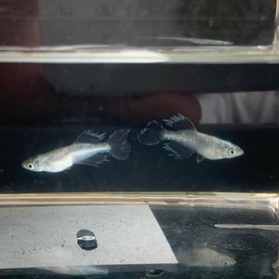 Oogami Aquarium サウスヴィレッジでメダカ見てきた 燐光いいなぁと思ったけど釣りに行く途中なので目の保養だけして後にしました みやま公園には寄らず