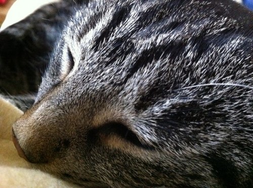 gillytigger's profile picture. 