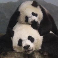 Dora (@doralovesbears) 's Twitter Profile