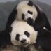 Dora (@doralovesbears) Twitter profile photo Dora (@doralovesbears) Twitter profile photo