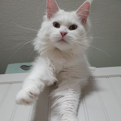 Meemasworldcats Profile Picture