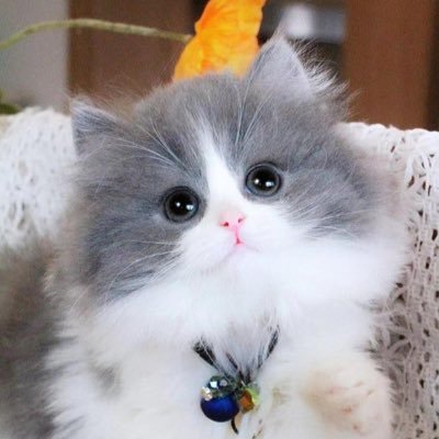 skysky886655's profile picture. 萌宠一家