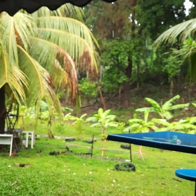 Shamsulbahar1's profile picture. Abeshamsul