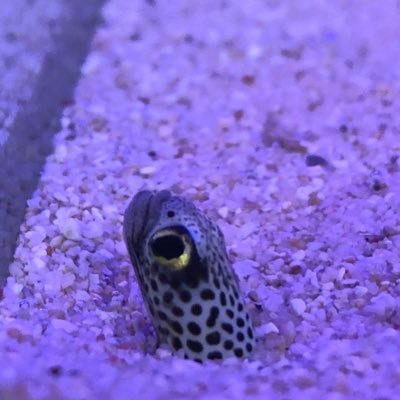 グラブル勢 魚採集、フィギュア集め趣味にしてます