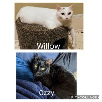 Rowan+ Willow (white, f 🐈) & Ozzy (black, m 🐈)(@rowanmaya) 's Twitter Profile Photo