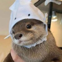 m🦦 (@wllight_) 's Twitter Profile
