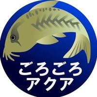 ごろごろアクア (@goro56_aqua) 's Twitter Profile Photo ごろごろアクア (@goro56_aqua) 's Twitter Profile Photo